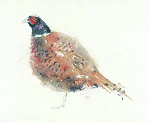 Blaney: Cock Pheasant