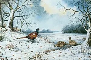 Pheasants: Cock pheasant and two hen pheasants