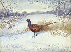 Pheasants: Cock Pheasant in the snow