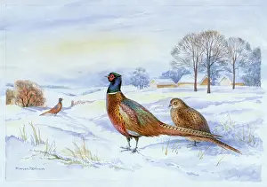 Pheasants: Two Cock Pheasants and a Hen in Snow
