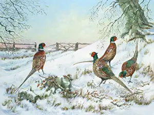 Winnie: Four Cock Pheasants in the Snow