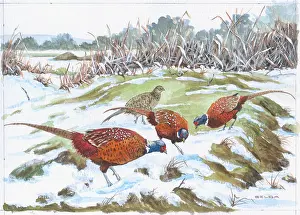 Pheasants: Cock Pheasants on Snowy Marsh