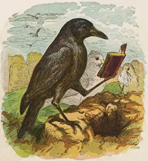 Rook: COCK ROBIN 1