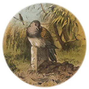 Unfortunate: COCK ROBIN 2
