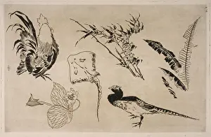Rooster: Cock, skate, plants and pheasant