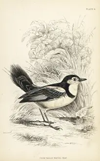 Lizars: Cock-tailed tyrant, Alectrurus tricolor. Vulnerable