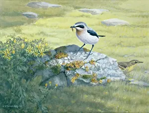 Wheatear: Cock Wheatear and Yellow Wagtail