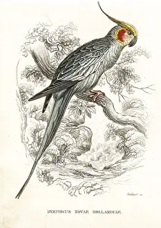 Novae: Cockatiel, Nymphicus hollandicus