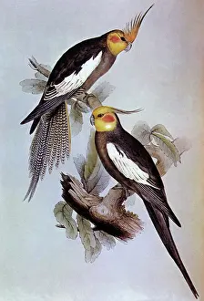 Cockatiel: Cockatiel, Nymphicus hollandicus