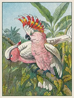 Cockatoo: COCKATOO (1910)