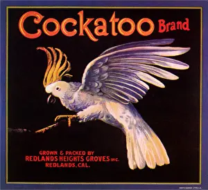 Cockatoo: Cockatoo on Branch