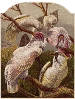 Cockatoo: COCKATOO (KRONHEIM)