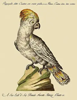 Cockatoo: Cockatoo with a Red Crest