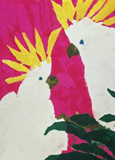 Cockatoos: Cockatoos