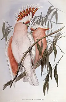 Cockatoos: Two Cockatoos