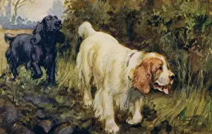Clumber: Cocker and Clumber spaniels