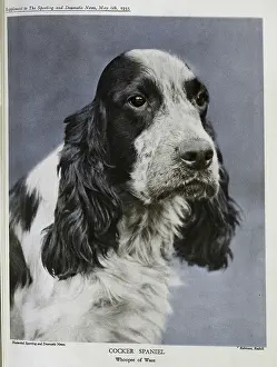 Cocker: Cocker Spaniel