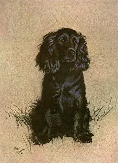 Cocker: Cocker Spaniel