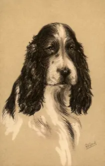 Cocker: Cocker Spaniel
