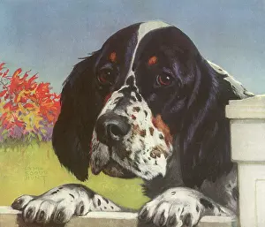 Canines: Cocker Spaniel