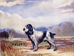 Cocker: Cocker Spaniel