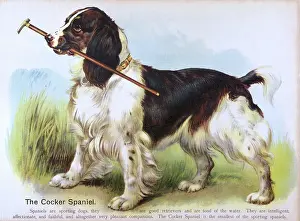Cocker: COCKER SPANIEL (ANON)