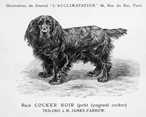 Cocker: Cocker Spaniel Dog