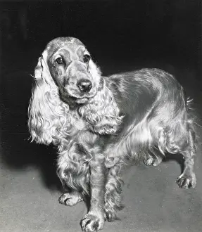 Cocker: Cocker spaniel dog