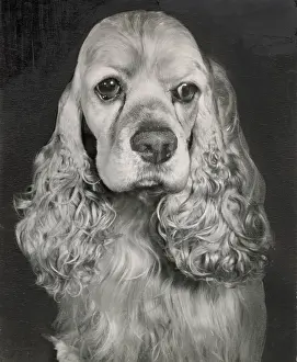 Cocker: Cocker spaniel dog