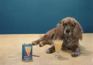 Dole: Cocker Spaniel dog laying on backdrop with can of Dole juice