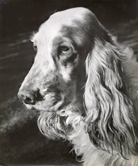 Cocker: Cocker spaniel dog in profile