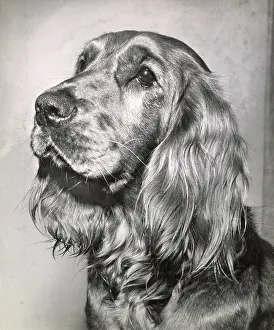Cocker: Cocker spaniel dog in profile