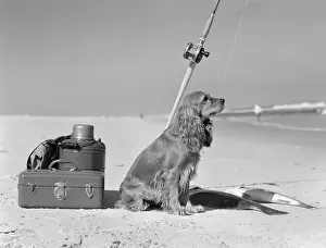 Thermos: COCKER SPANIEL DOG STANDING GUARD OVER TWO CAUGHT