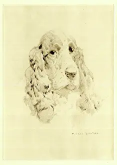 Rountree: Cocker Spaniel dog's head, by Harry Rountree