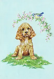 Buttercups: Cocker Spaniel Puppy, and blue tit on blossom