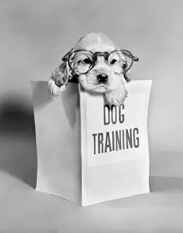 Outrageous: Cocker Spaniel Puppy with Paws Over Dog Training Manual