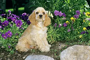Mat002: Cocker spaniel puppy sitting