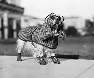 Asp001: Cocker Spaniel Wearing Glasses Checkered Cape and Leather