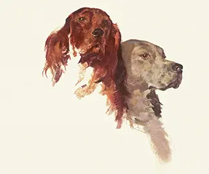 Canines: Cocker Spaniels