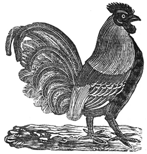 Cockerel: Cockerel, c.1800
