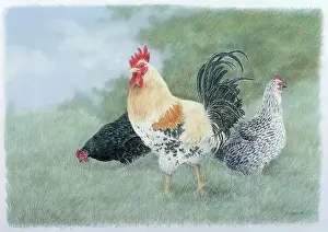 Cargill: Cockerel and Chickens