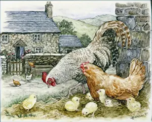 Whitaker: Cockerel, Hen and Chicks