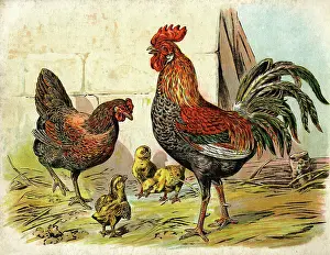 Cocks: Cockerel, hen and chicks in a farmyard