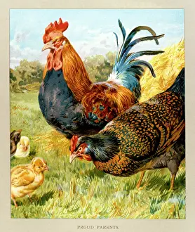 Chicks: Cockerel, hen and chicks -- Proud Parents