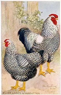 Cock: Cockerel and Hen -- Silver Laced Wyandottes