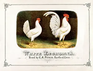 Cock: Cockerel and Hen -- White Leghorns