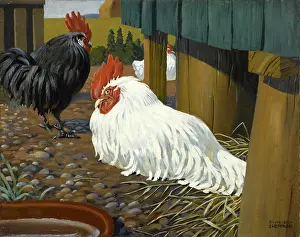 Cockerel: Two Cockerels