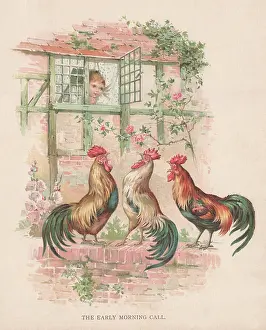 Peter & Dawn Cope Collection: Cockerels Crowing