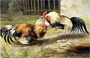 Cockerels: COCKERELS FIGHTING