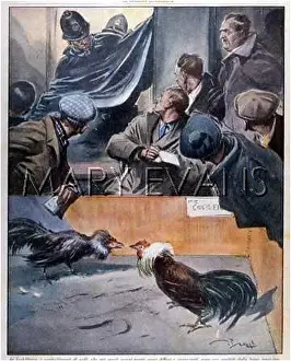 Cockfight: COCKFIGHT, ENGLAND, 1938